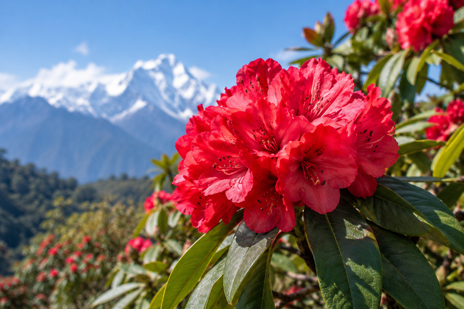 The Natinal Flower of Nepal